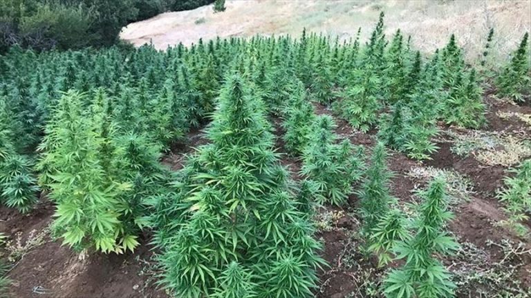 COVID-19: School Closures In Eswatini Push Pupils To Grow Marijuana