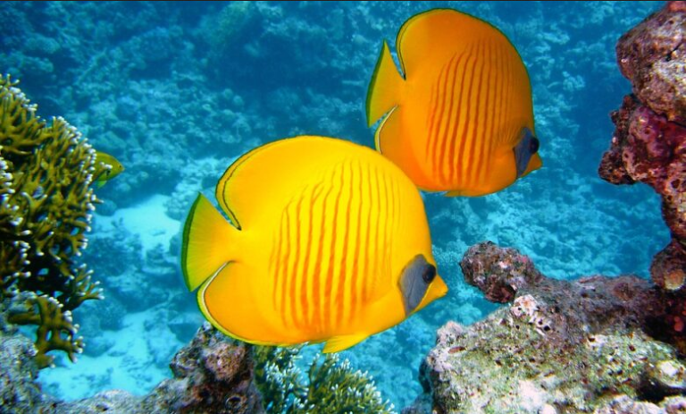 Classroom Corner| Saambr shares activity sheets to keep your child entertained these holidays