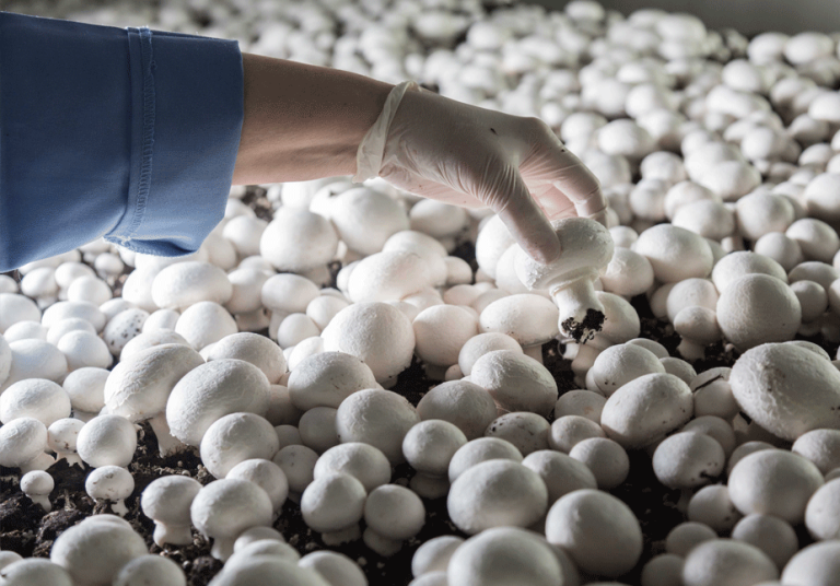 UP looks at new farming methods for mushrooms