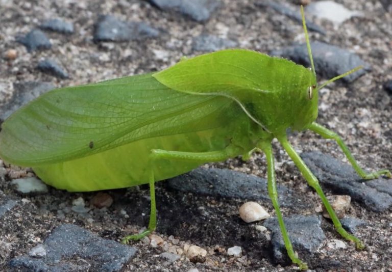 Endangered ‘bladder’ grasshopper rediscovered in KZN nature reserve