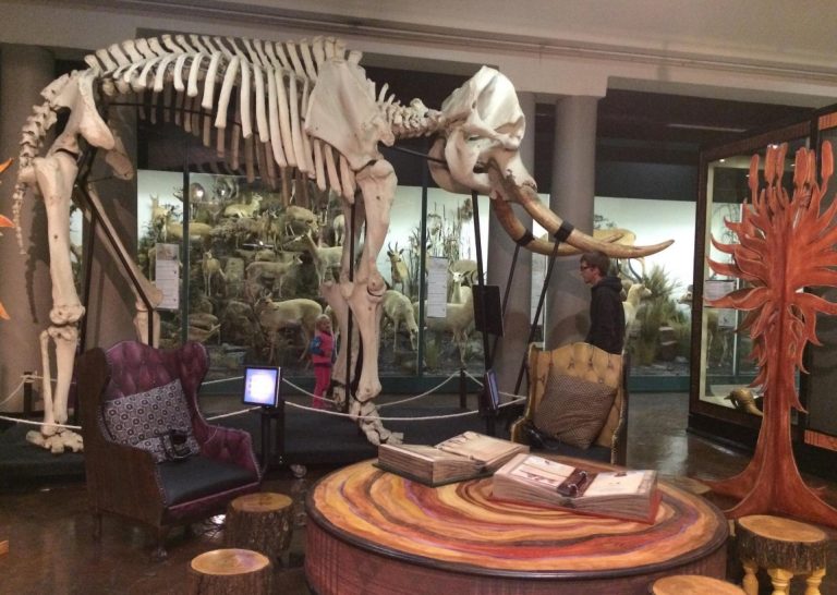 Applications open for Durban Natural Science Museum volunteer training programme